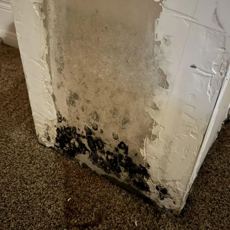 Professional Mold Removal in Livonia, NY
